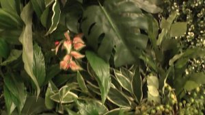 Вертикальные зеленые стены