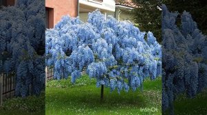 красивые кустарники для дачи