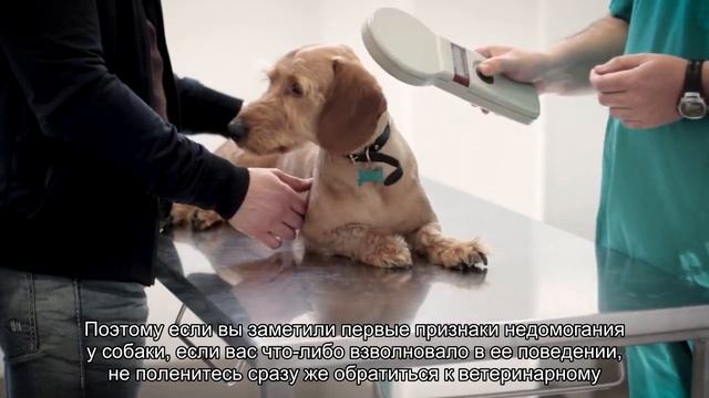 Как понять, что собака застудилась? смотреть онлайн