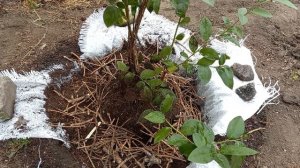 Посадка голубики в кислый торф.