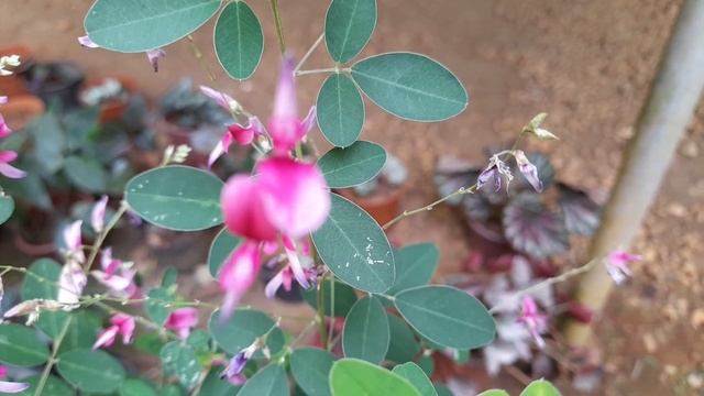 All about Lespedeza bicolor |shrubby bush clover | in malayalam смотреть онлайн