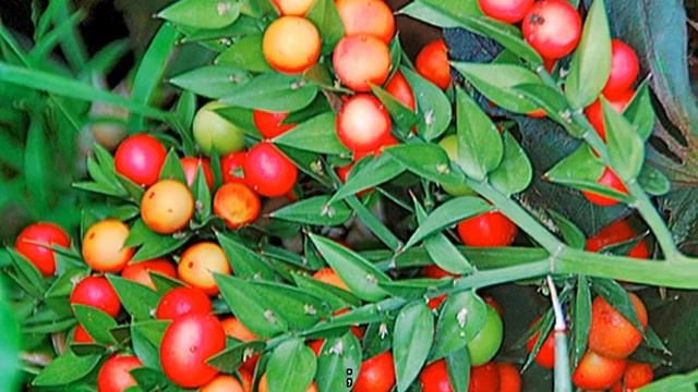 Рускус итальянский — уход в домашних условиях