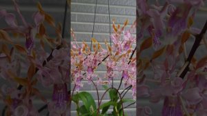 Den. helix x Doctor Uthai黃角交種羚羊石斛