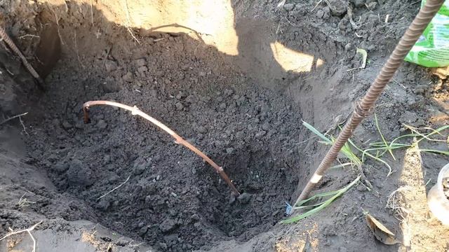 Посадка черенка винограда дугой. Способ преодоления неприживаемости черенка. смотреть онлайн