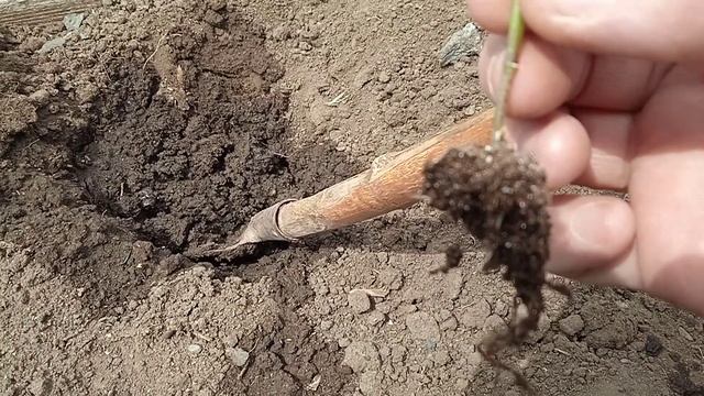 Пересаживаем рассаду перца на грядку в открытый грунт , чтобы было меньше потерь. смотреть онлайн