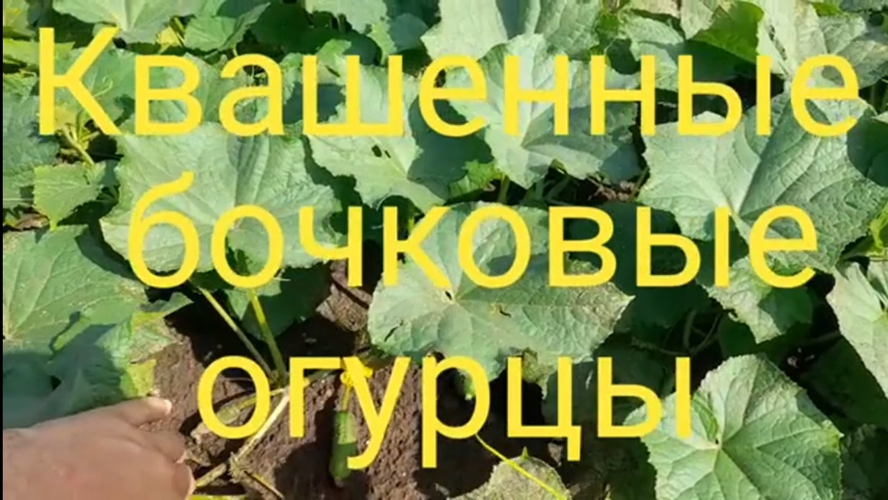 Квашенные бочковые огурцы