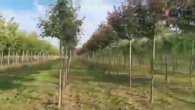 Аллейные деревья в питомнике Ярус