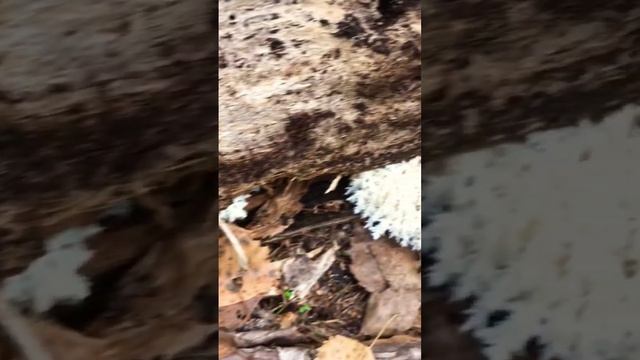 Ежовик коралловидный на чаге смотреть онлайн