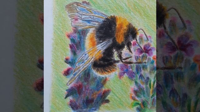 Рисунок цветными карандашами Шмель выполнил Терехин Кирилл Bumblebee drawing Faber Castell смотреть онлайн