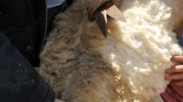 Стрижка овцы смотреть онлайн