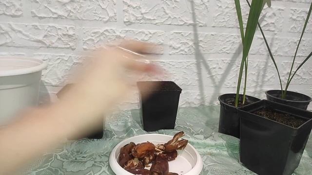 Финиковая пальма из косточки. Уход за финиковой пальмой в домашних условиях. Неприхотливый сад смотреть онлайн