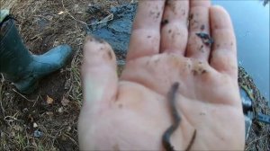 как наловить МИНОГУ для насадки .