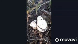 Тихая охота в березовой посадке. Собираем грибы. Что за гриб?