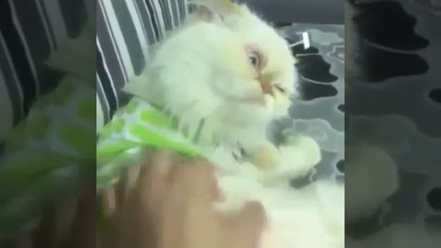 Прикольный кот с кривой мордой смотреть онлайн