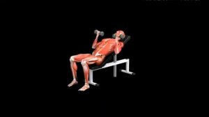 Жим гантелей лежа на скамье с наклоном вверх обратным хватом Dumbbell Bench press Incline Underhand