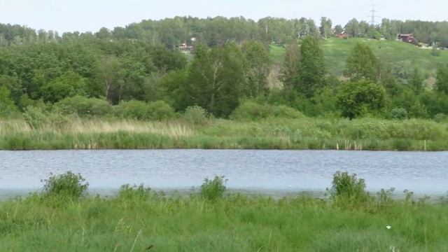 Бабочки капустницы(тьма их)Кемерово смотреть онлайн