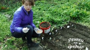 Как сажать лук под зиму Какой лук можно сажать под зиму