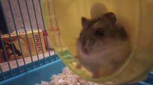 Почему хомяк не пьёт с поилки? 🤔Все ответы на вопросы тут🐹