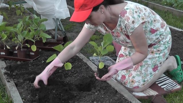 Высаживаем БАКЛАЖАНЫ в ОГ. Я сажаю.