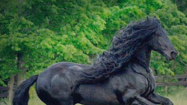 🐴 самая красивая лошадь на земле 🐴 смотреть онлайн