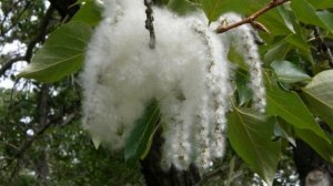 Пять тополей, красивая песня.