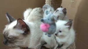 МЯУКАНЬЕ КОТЯТ котята мяукают