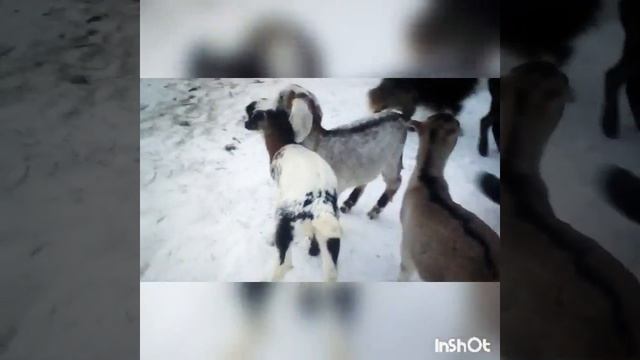 Козлята продаются ламанча и нубийцы