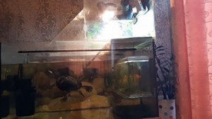 сколько может съесть красноухая черепаха