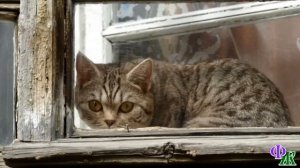 Митенька Недосфинкс  1 - Зря кису обидели! - Недосфинкс Митенька из дома на отшибе