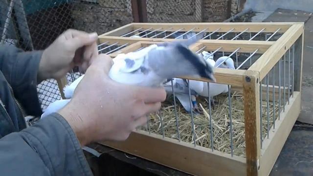 Ясные спортивные голуби смотреть онлайн