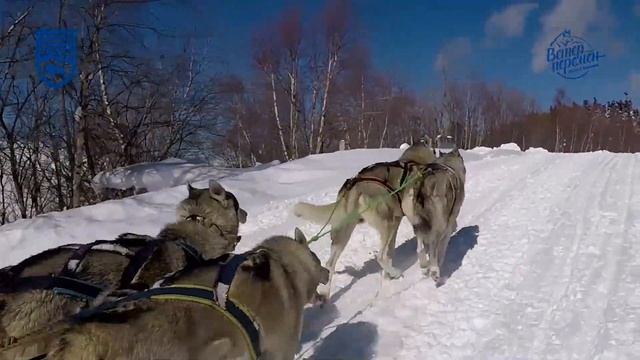 Маршрут Кавказского заповедника «Хаски в Лагонаках» смотреть онлайн