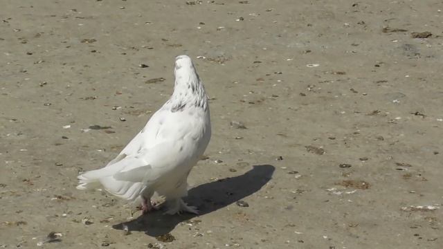 Питомник широкохвостых голубей Велибекова Нурудина в Мамедкале! смотреть онлайн