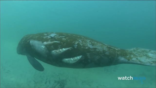 ТОП 10 Мифических Животных, Которые Оказались Настоящими смотреть онлайн