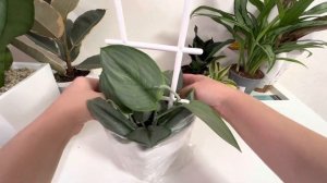 СЦИНДАПСУС moonlight: пересадка и адаптация ￼