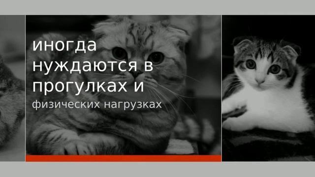 Породы кошек - Шотландская вислоухая кошка. [Cat Fold (Animal Breed)]