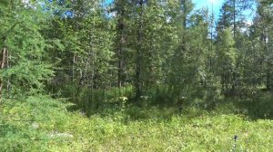 Я ИДУ ПО ВОСТОЧНОМУ САЯНУ #1 Маршрут по местам из произведения Г.А.Федосеева