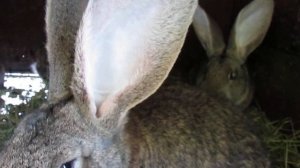 Содержание крольчат до 6 мес. с кроликоматкой. Личный опыт.