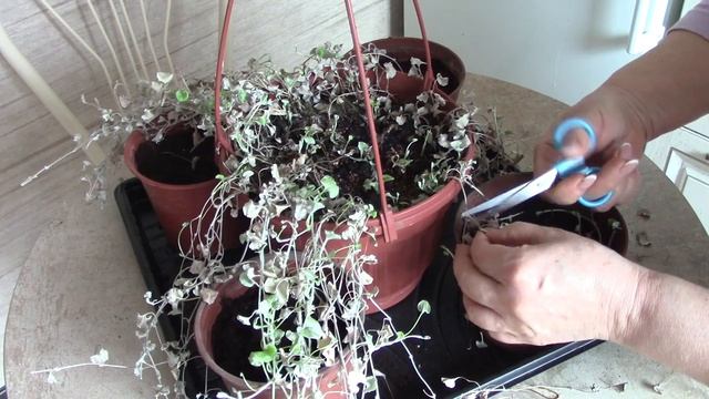 Черенкование дихондры. #дихондра #цветы #рассада #дихондрасеребристая.mp4 смотреть онлайн