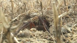 Паук фаланга-сольпуга кушает бабочку, копает норку/ Wind scorpion solfugid eating a butterfly