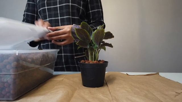 Calathea Maui Queen Conversion + Update on Stromanthe & Calathea on Leca смотреть онлайн