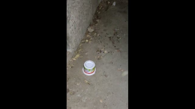 Серый Полосатик и Кокосик мои лучшие друзья  16 10 2022 смотреть онлайн