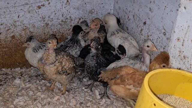 Продал почти всех цыплят и не только! Окупил корма или что-то заработал?Вот такой сельский бизнес смотреть онлайн