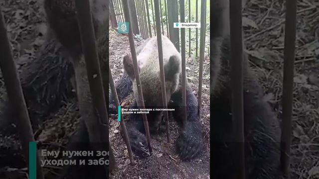 Найденный в Александровских лесах бурый медвежонок временно живет в вольере у охотников