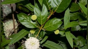 ГОЛОВАЧ (CEPHALANTHUS) сем. Мареновые