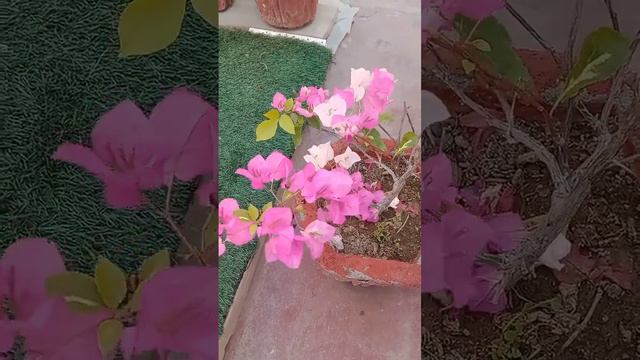 white pink bougainvillea