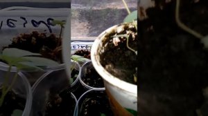 Выращивание клубники из семян дома на подоконнике