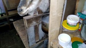 Коза не ест овощи. Что я придумала