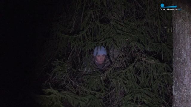 Потерявшийся лебедь-шипун, мишка в поисках яблок и кабанчики-танцоры смотреть онлайн