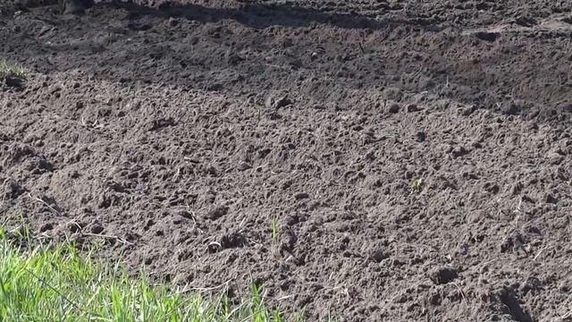 Конный культиватор Horse Cultivator