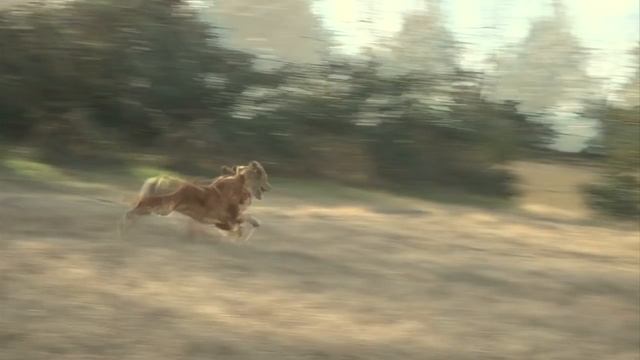 Force Fetching: with ultra lite e collar, for retrievers, gun dogs, no ear pinch смотреть онлайн